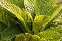 Guava Leaves: A Natural Ally for Blood Sugar Control