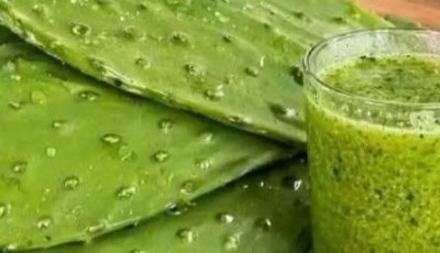 CACTUS OR CACTUS KNOWN AS PLANT OF LIFE