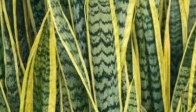 Maranta Plant: The Living Amulet That “Prays” for Abundance