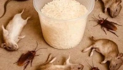 Eliminate Rats and Cockroaches Naturally Using
