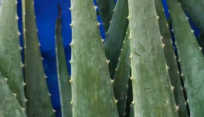 Aloe Vera and Honey: Natural Remedies for Wellness – What Science Really Says