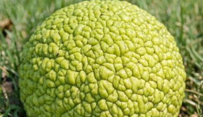 Stumbled upon this weird, bumpy green ball under the trees. It looks like a brain and is sticky to touch. What is it?