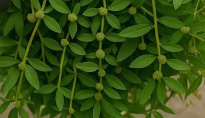 Euphorbia Hirta: The Overlooked Healing Leaf Growing in Your Backyard