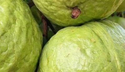 Guava Recipes for Balanced Blood Sugar and Stronger Hair – Natural Remedies that Work