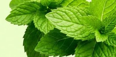 Mint and Rosemary: A Natural Blend for Joint and Muscle Comfort