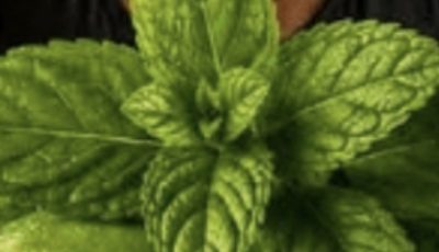 Most Seniors Over 60 Don’t Know This About Adding Mint to Lemon Water