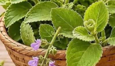 Oregano Recipes: Simple and Natural Ways to Add Flavor and Wellness to Your Meals