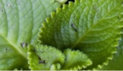 Oregano: Nature’s Small but Mighty Healer