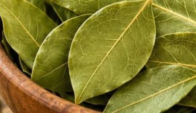 Discover the Potential Benefits of Bay Leaves for Skin Care: A Simple Kitchen Staple to Explore