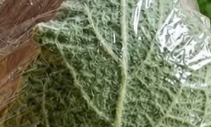 Mullein: Exploring the Benefits of Leaves, Flowers, and Roots