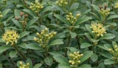 How to grow clove plant at home – from seed to spice