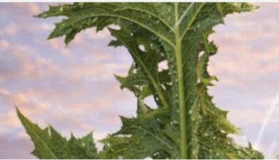 The Surprising Health Benefits of Prickly Lettuce: Nature’s Overlooked Superfood Growing in Your Backyard