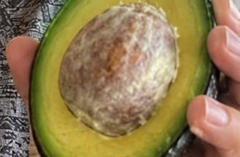 Avocado Seed Tea Forces a Hidden Reset in Blood Sugar, Circulation, and Inflammation