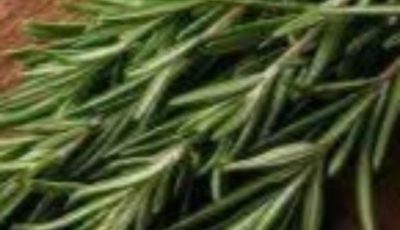 Rosemary: The Ancient Herb With Powerful, Little-Known Benefits for the Human Body